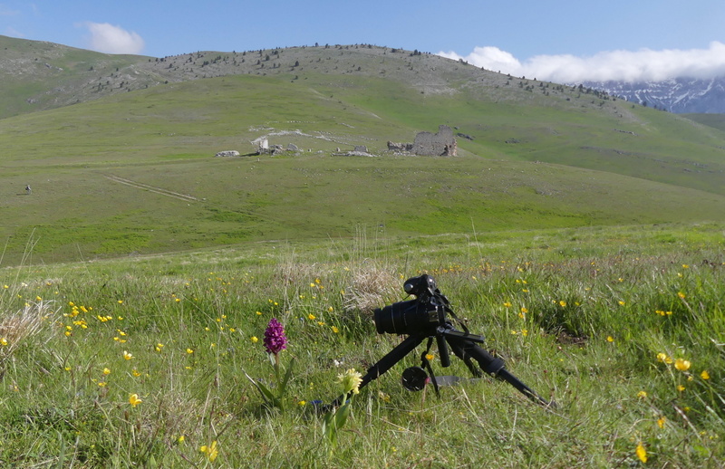 Orchidee a Campo Imperatore tra Medioevo e wilderness  primavera 2023